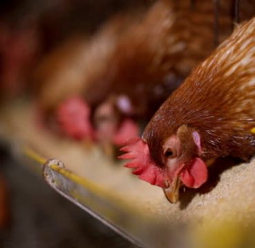 Lima Syarikat Kartel Pengeluar Makanan Ayam Kena Denda RM415 Juta