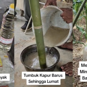 petua halau haiwan liar