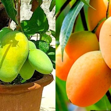 pokok mangga