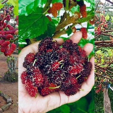 pokok mulberi