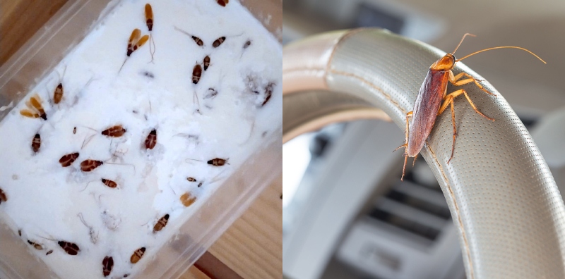 Background