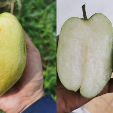 lalat buah