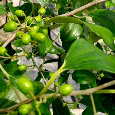 pokok bidara