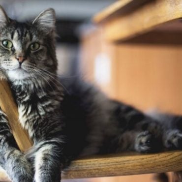 cara hilangkan bau kucing