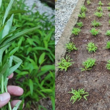 cara tanam kangkung