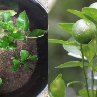 cara tanam pokok limau