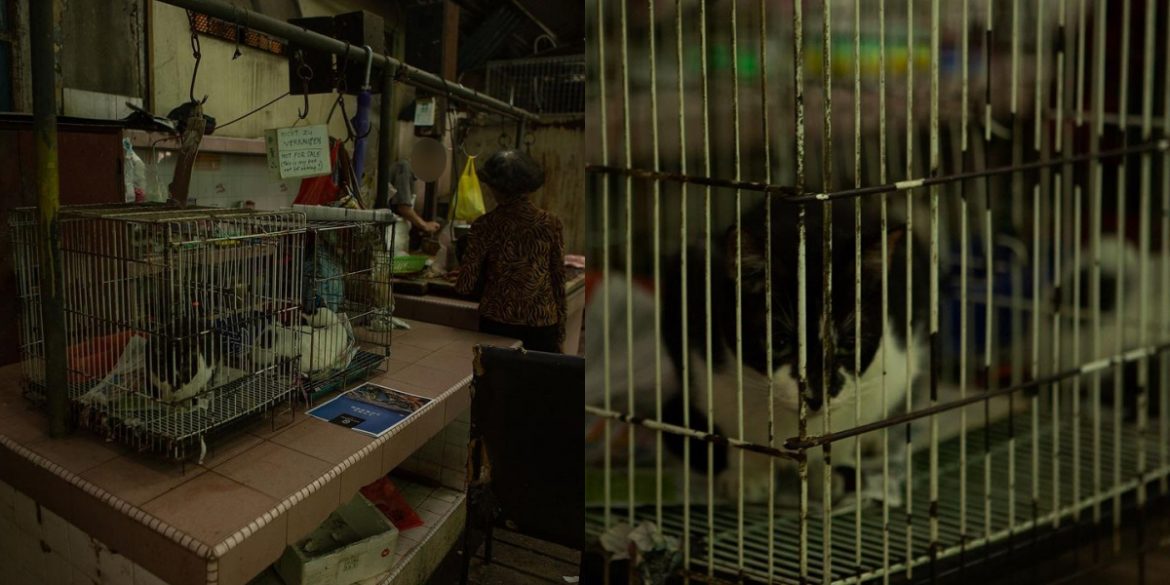 Juruvideo UK Dakwa Ada Kedai Jual Daging Kucing 'Fresh' Di Petaling Street?