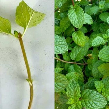 cara tanam daun pudina