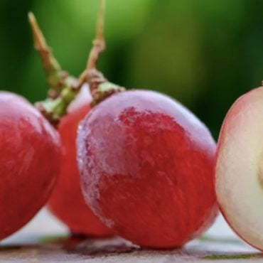 buah anggur