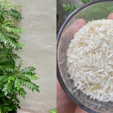 pokok daun kari