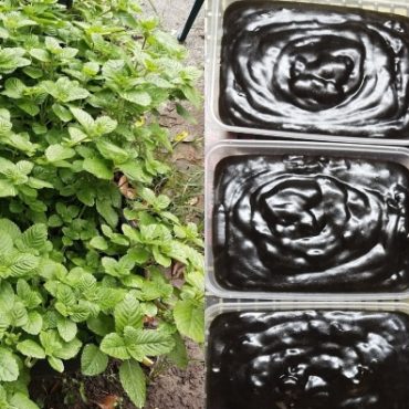 cincau hitam