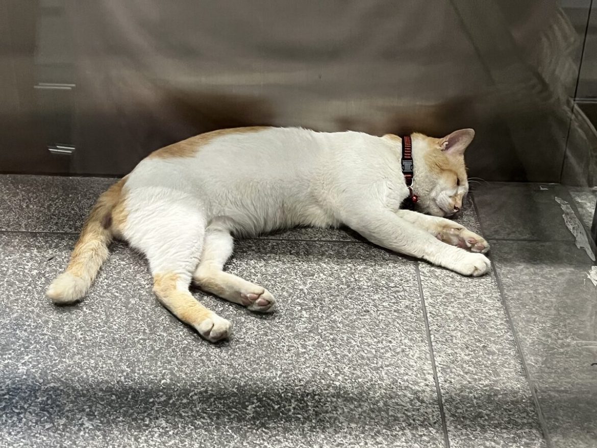 Pemilik Kucing