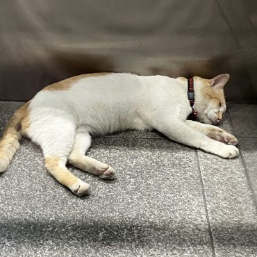 Pemilik Kucing