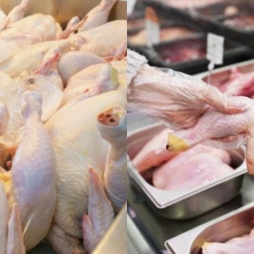 ayam segar