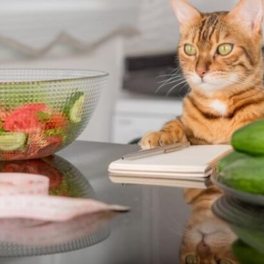 makanan kucing