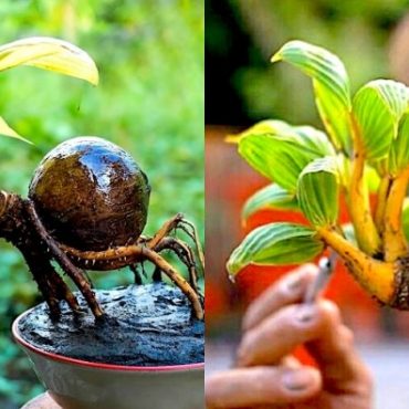 bonsai kelapa