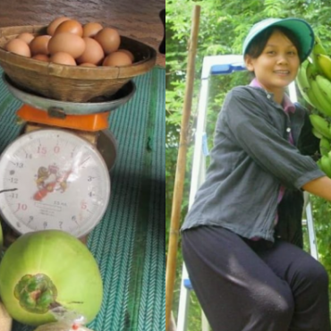 TIPS POKOK BERBUAH LEBAT