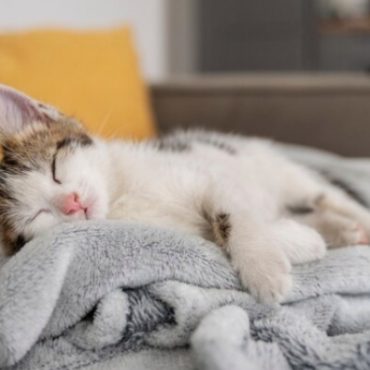 tanda kucing nak mati