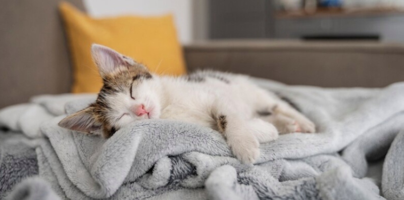 tanda kucing nak mati
