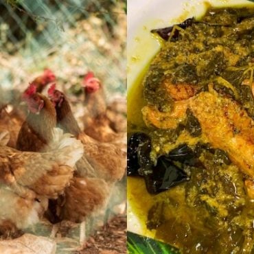 khasiat ayam kampung
