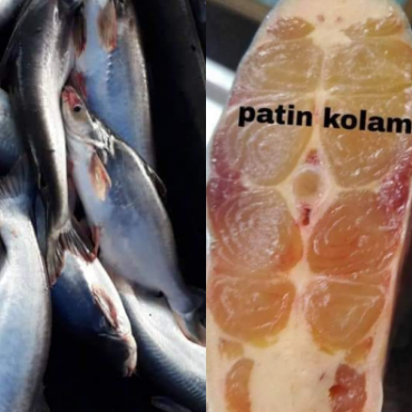 ikan patin sungai
