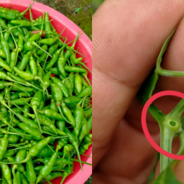 PETIK CILI
