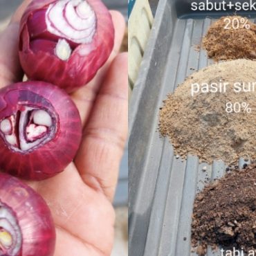 tanam bawang