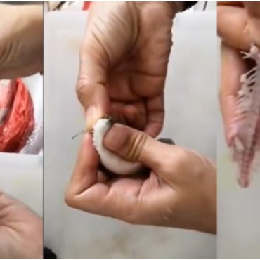 tulang ikan