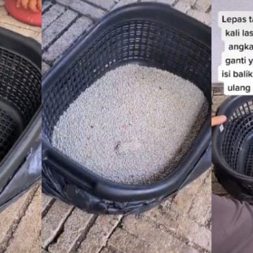 cat litter