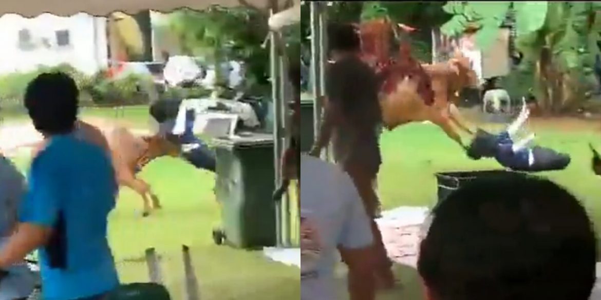 Budak Perempuan Kena Sondol, Netizen Persoal Sebab Lembu Korban Selalu Terlepas