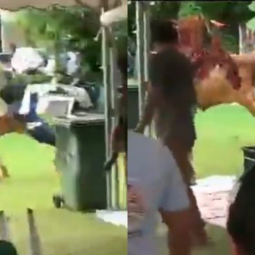 Budak Perempuan Kena Sondol, Netizen Persoal Sebab Lembu Korban Selalu Terlepas