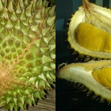 ciri-ciri durian musang king