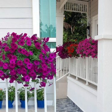 bunga petunia