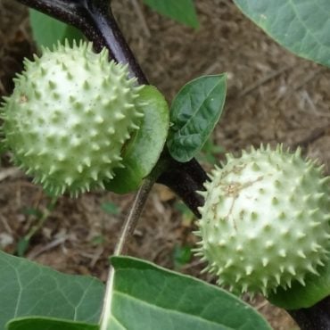 pokok kecubung