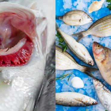 cara pilih ikan segar