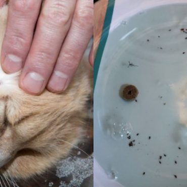 cara menghilangkan kutu kucing