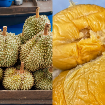 JENIS DURIAN