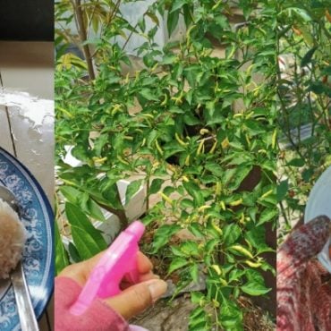 racun organik