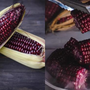 jagung ungu