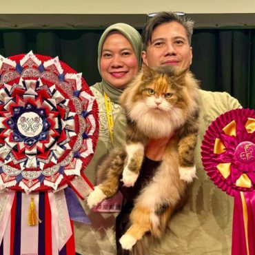 Kucing jalanan malaysia, juara dunia,