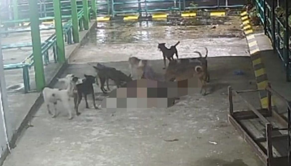 Warga emas maut diserang anjing liar