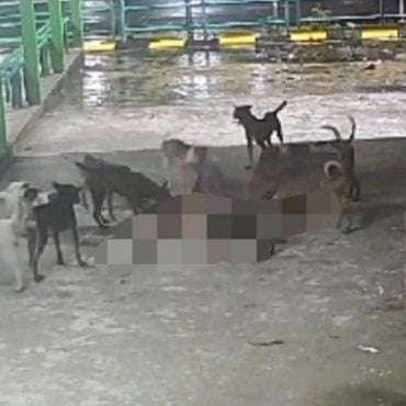 Warga emas maut diserang anjing liar