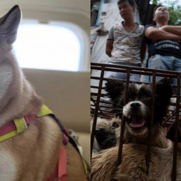 Anjing