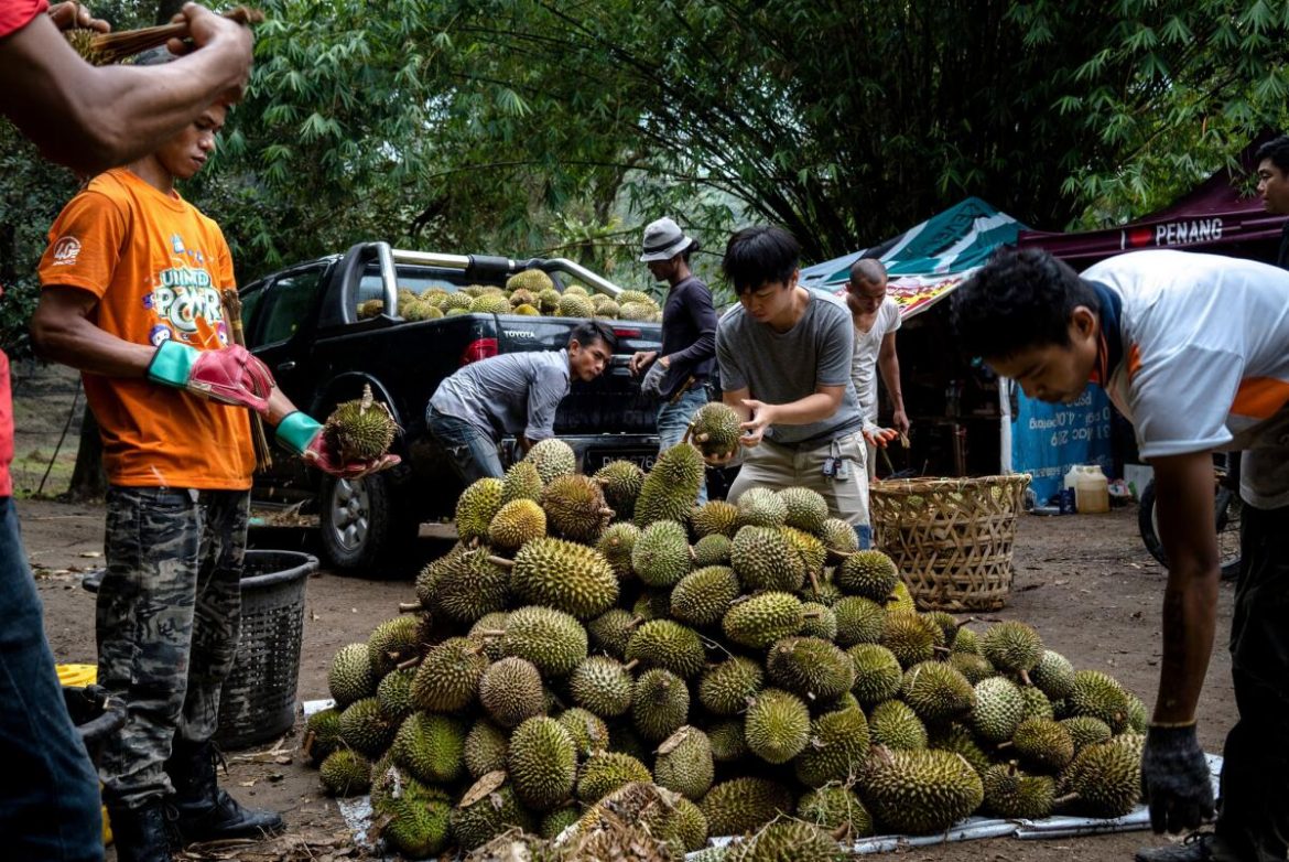 Raja durian