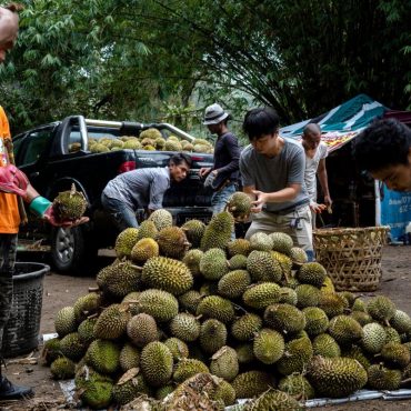 Raja durian