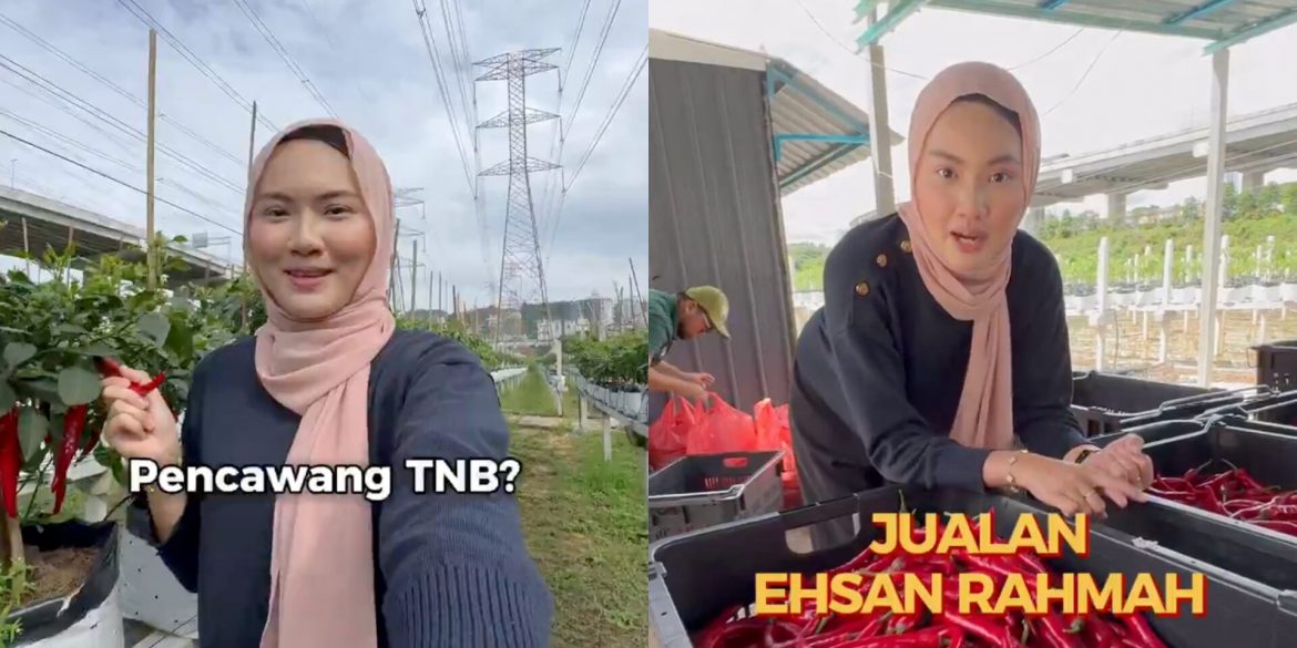 'Daripada Terbiar, Baik Usahakan' – Rafizi Ramli Kongsi Hasil Ladang Cili Bawah Pencawang TNB