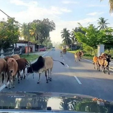 Terengganu Akan Sita, Lelong Haiwan Ternakan Berkeliaran Tanpa Cip