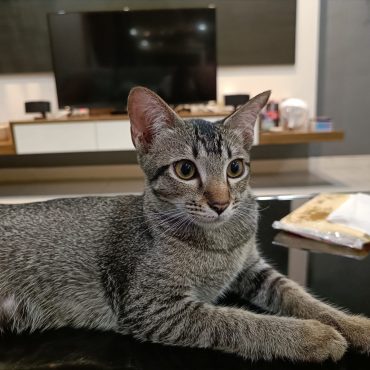 Furever Friends