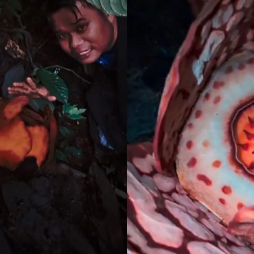 Universiti Oxford Dikecam, Penyelidik Indonesia Didakwa Tidak Dapat Kredit Penemuan Spesies Baharu