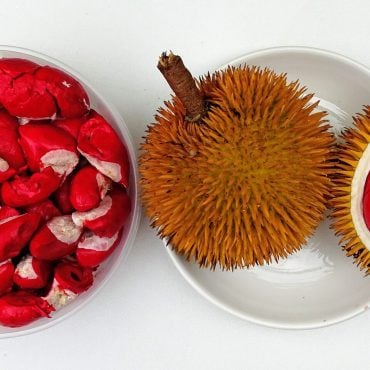 Durian Merah Bakal Jadi 'Benda Besar' Di Sabah